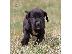 PoulaTo: Great Dane Puppies