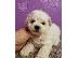 PoulaTo: Bichon Frise Puppys