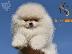 PoulaTo: Κουτάβια Pomeranian Boo