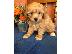 PoulaTo: German Shepherd Puppies