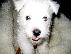 PoulaTo: West Highland Terrier