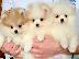PoulaTo: Πολυτελή Mini Pomeranian κουτάβια