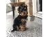 PoulaTo: αγαπώντας το Yorkie terrier έτοιμο για υιοθέτηση.