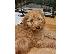 PoulaTo: POODLE CANICHE MINI APRICOT (ΚΑΝΙΣ)