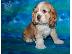 PoulaTo: Cocker spaniel Puppies