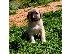 PoulaTo: Anatolian Shepherd Puppies
