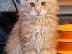 PoulaTo: Διαθέσιμο Maine Coon γατάκια