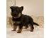 PoulaTo: Beautiful Rottweiler puppy for sale     WhatsApp on +31684628354