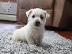 PoulaTo: West Highland Terrier Puppies