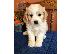 PoulaTo: Cavachon puppies