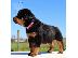 PoulaTo: Rottweiler puppies for a new home