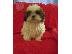 PoulaTo: SHIH TZU PUPPIES