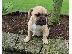 PoulaTo: Alapaha Puppies