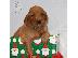 PoulaTo: Golden Irish Puppies