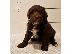 PoulaTo: Portuguese Pointer Puppies