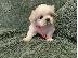 PoulaTo: Pekings Puppies