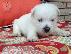 PoulaTo: Africanis Puppies