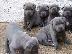 PoulaTo: Κουτάβια American Staffordshire Terrier,