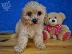 PoulaTo: Cavachon Puppies