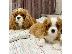 PoulaTo: Κουτάβια Cavalier King Charles