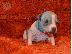 PoulaTo: American Hairless Puppies