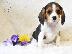 PoulaTo: Beaglier Puppies