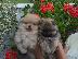 PoulaTo: Κουτάβια Pomeranian