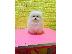 PoulaTo: Pomeranian Puppies