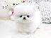 PoulaTo: Pomeranian all kc reg.