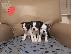 PoulaTo: Όμορφα κουτάβια Boston Terrier