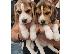 PoulaTo: Χαριτωμένα κουτάβια Beagle