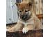 PoulaTo: Κουτάβι Shiba Inu προς πώληση
