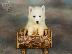 PoulaTo: HUSKY SIBERIAN