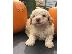 PoulaTo: Lagotto Romagnolo Puppies