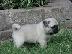PoulaTo: Παγκ PUG Mops