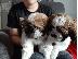PoulaTo: Κουτάβι Shih Tzu προς πώληση