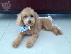 PoulaTo: Κανίς ΒΕΡΥΚΟΚΙ Poodle Κανίς APRICOT