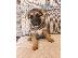 PoulaTo: German Sherpherd Puppies