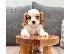 PoulaTo: Cavalier King Charles Spaniel