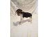 PoulaTo: American English Coonhound