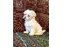 PoulaTo: Maltese Puppies Available