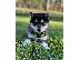 PoulaTo: Alaskan Malamute Puppies