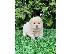 PoulaTo: Chow Chow Puppies