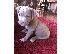 PoulaTo: American Bully puppies