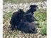 PoulaTo: Cane Corso κουτάβια