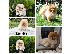 PoulaTo: Pomeranian Spitz