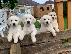 PoulaTo: Disponibili pui jucăuși de Golden Retriever