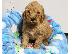 PoulaTo: Goldendoodle Puppies