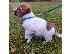 PoulaTo: Πανέμορφα κουτάβια Jack Russel.