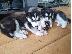 PoulaTo: Πωλούνται πανέμορφα κουτάβια Husky Siberian